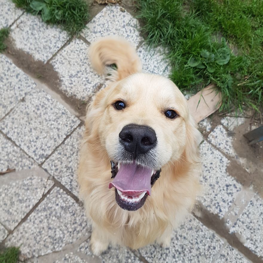 Let´s Spread Happy And Positive Mood By Our Photos With Our Golden Max Let´s Spread Happy And Positive Mood By Our Photos With Our Golden Max