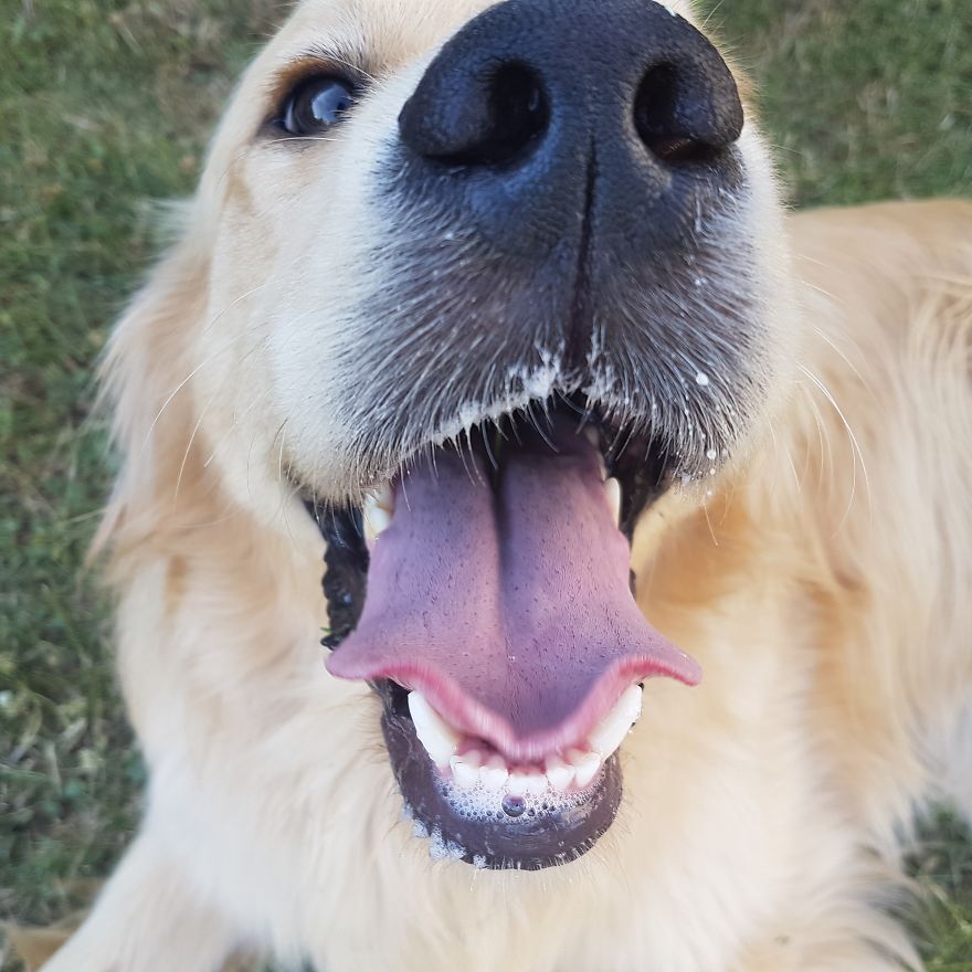 Let´s Spread Happy And Positive Mood By Our Photos With Our Golden Max Let´s Spread Happy And Positive Mood By Our Photos With Our Golden Max