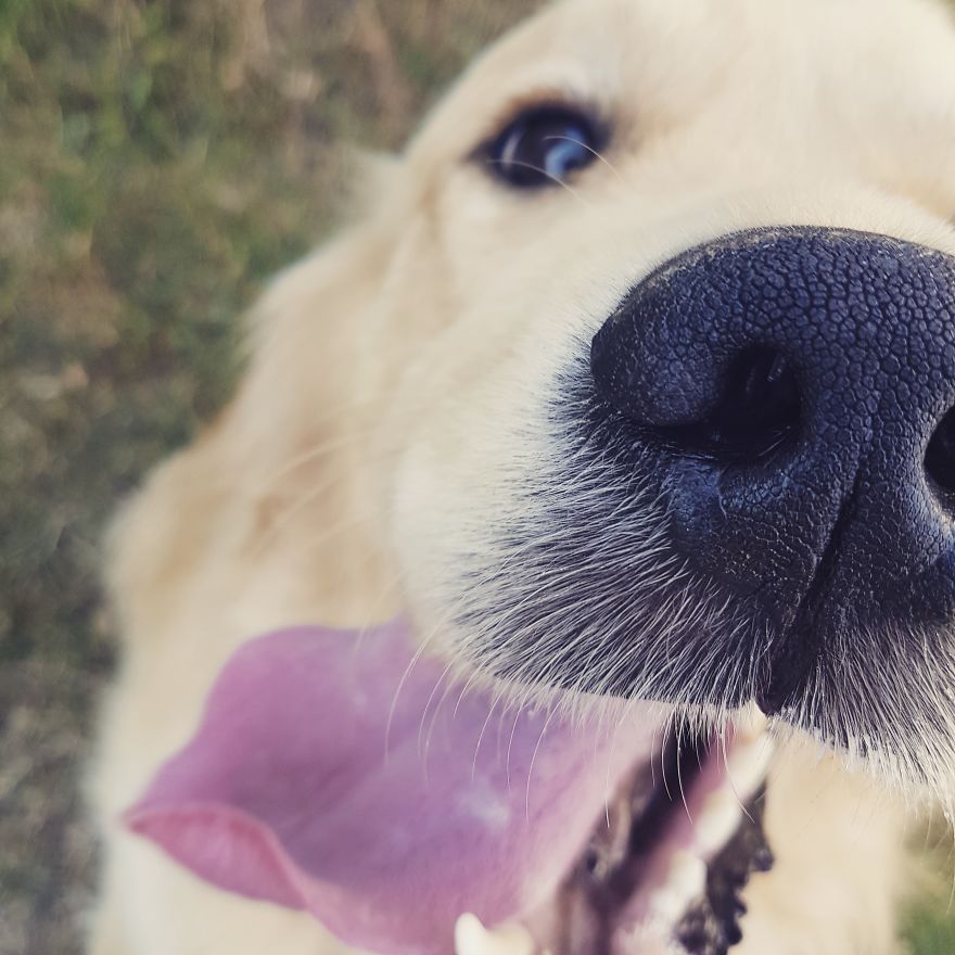 Let´s Spread Happy And Positive Mood By Our Photos With Our Golden Max