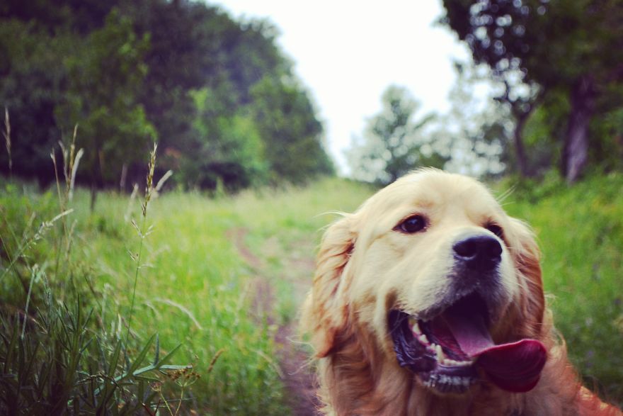 Let´s Spread Happy And Positive Mood By Our Photos With Our Golden Max