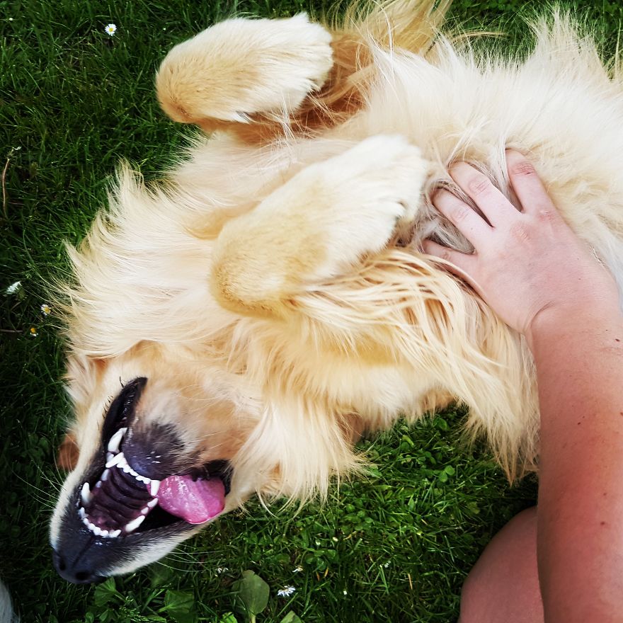 Let´s Spread Happy And Positive Mood By Our Photos With Our Golden Max