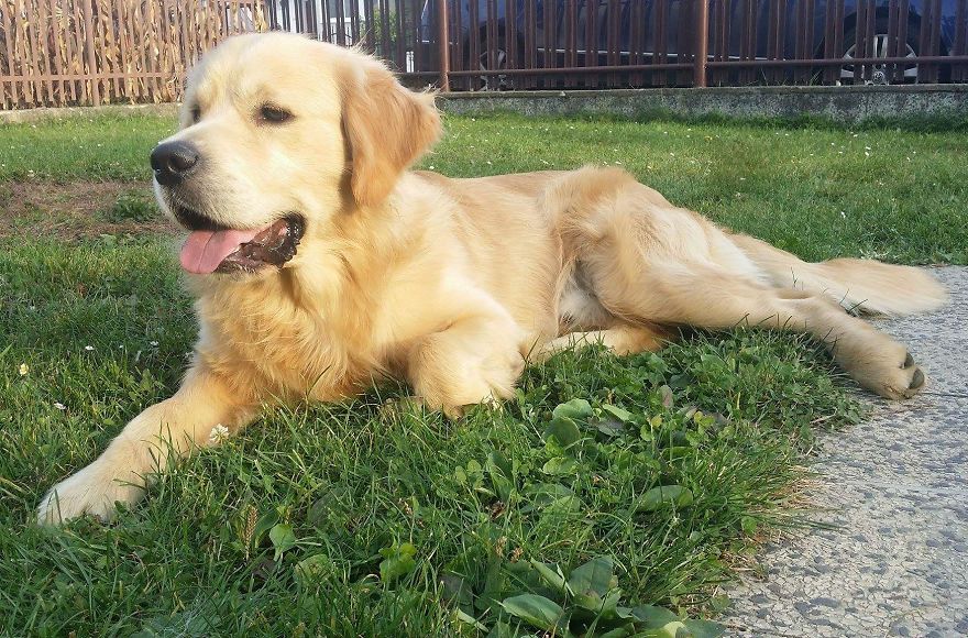 Let´s Spread Happy And Positive Mood By Our Photos With Our Golden Max Let´s Spread Happy And Positive Mood By Our Photos With Our Golden Max