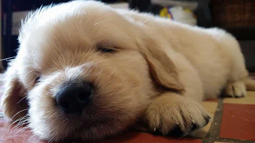 Let´s Spread Happy And Positive Mood By Our Photos With Our Golden Max Let´s Spread Happy And Positive Mood By Our Photos With Our Golden Max