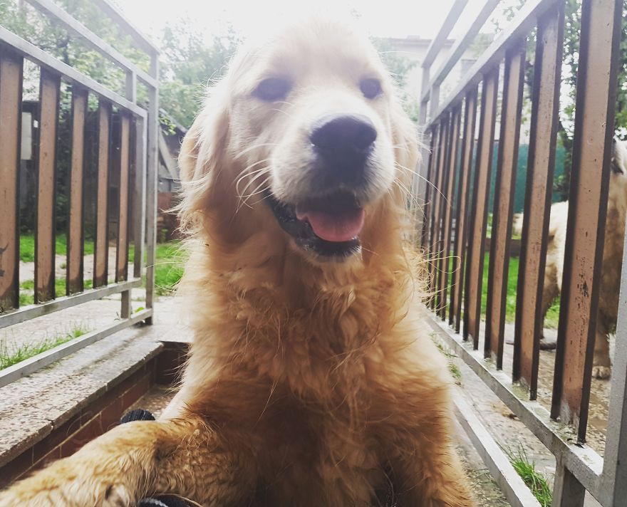 Let´s Spread Happy And Positive Mood By Our Photos With Our Golden Max Let´s Spread Happy And Positive Mood By Our Photos With Our Golden Max