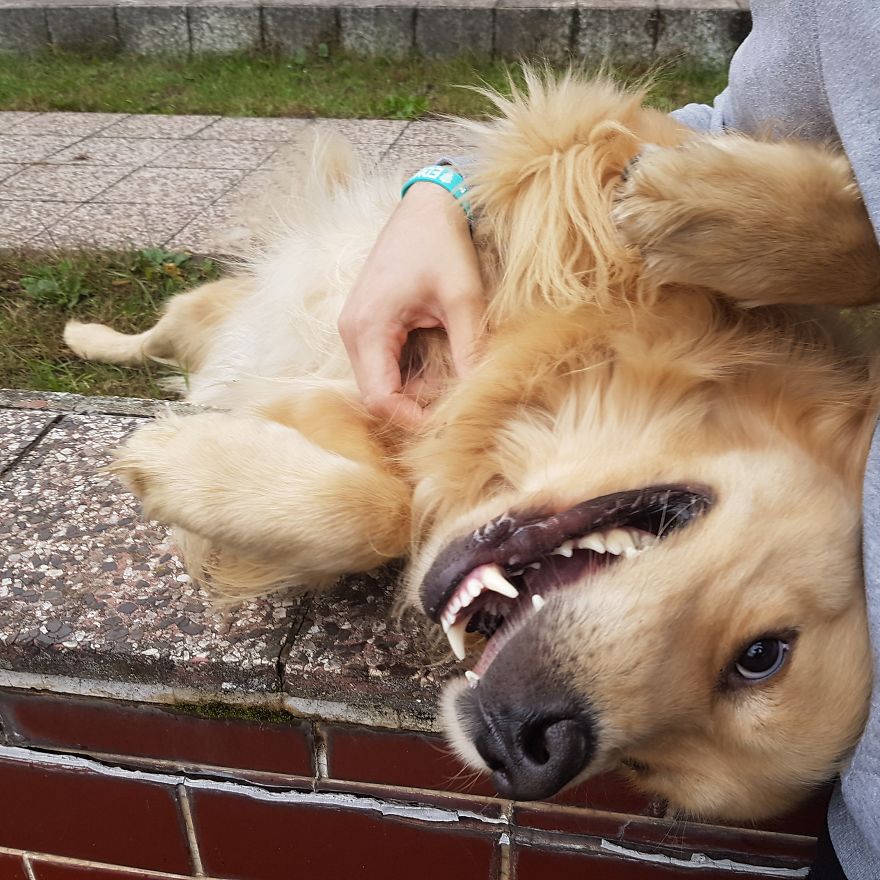 Let´s Spread Happy And Positive Mood By Our Photos With Our Golden Max