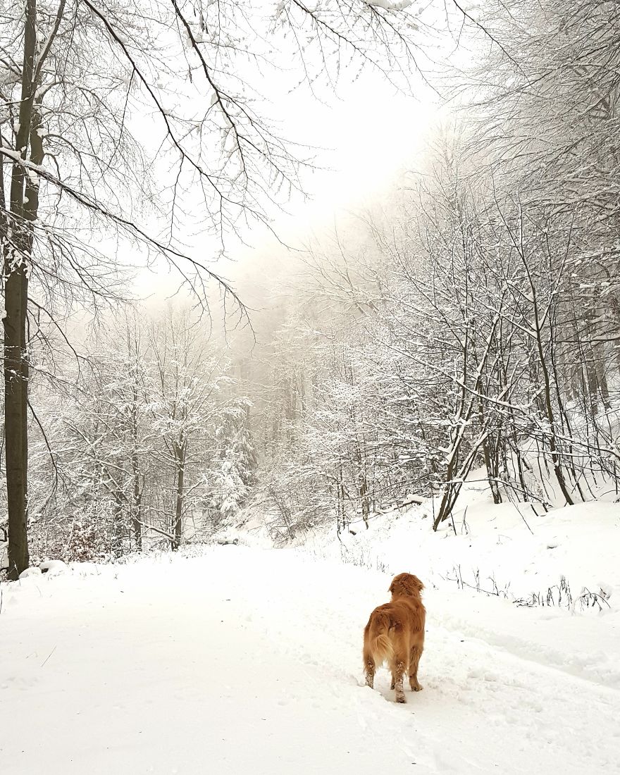 Let´s Spread Happy And Positive Mood By Our Photos With Our Golden Max