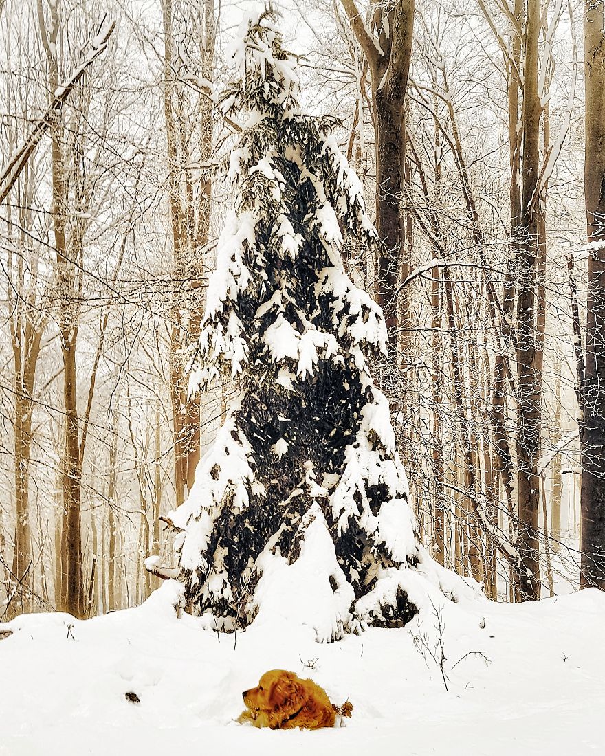 Let´s Spread Happy And Positive Mood By Our Photos With Our Golden Max Let´s Spread Happy And Positive Mood By Our Photos With Our Golden Max