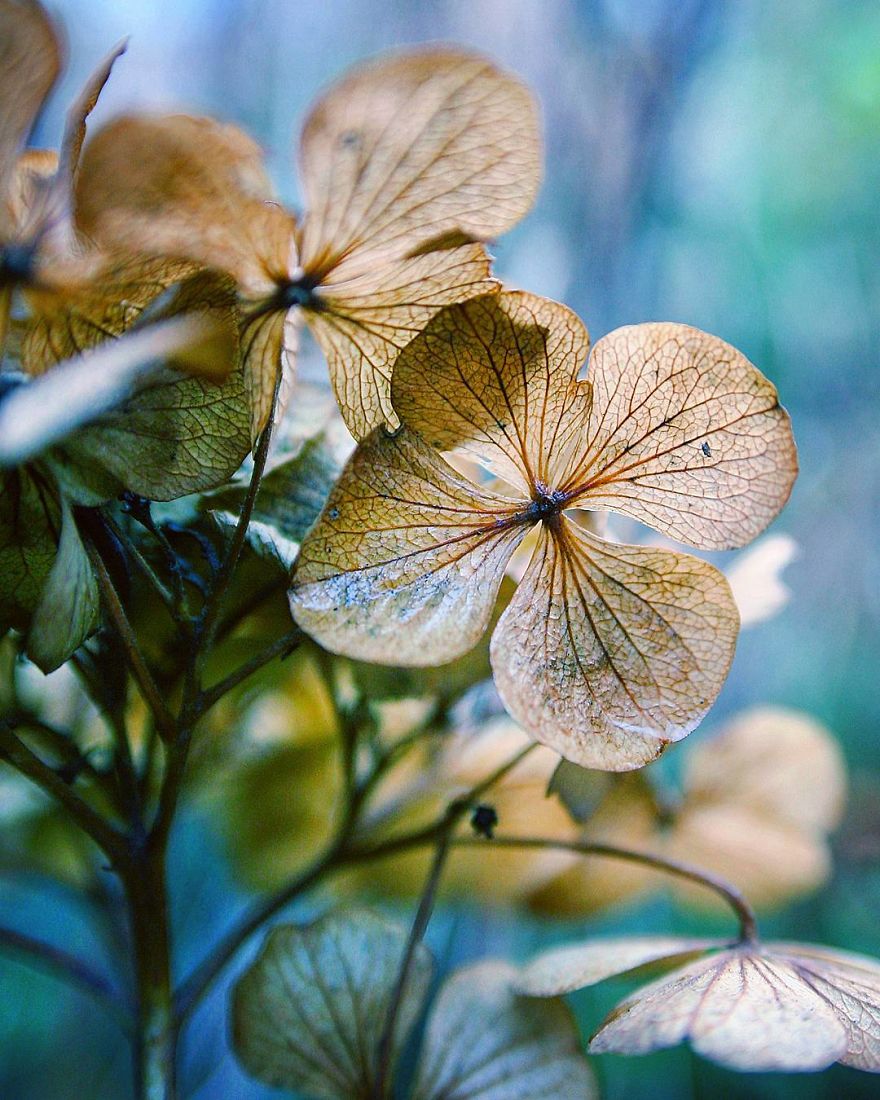 Hi I'm Grace And I Paint With My Camera