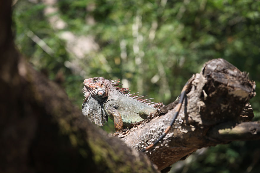 Why I'm Taking My 8 Year Old Daughter With Autism To The Forests Of The World