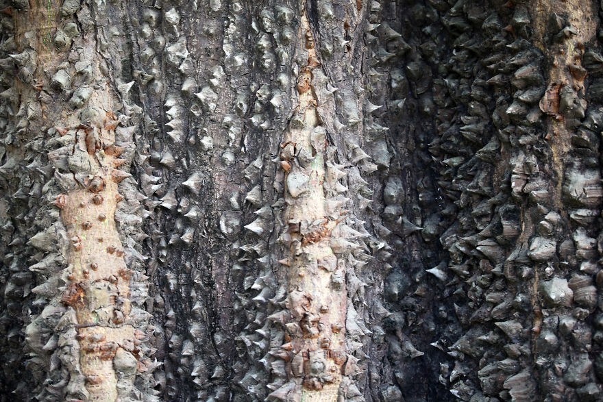 Why I'm Taking My 8 Year Old Daughter With Autism To The Forests Of The World Why I'm Taking My 8 Year Old Daughter With Autism To The Forests Of The World