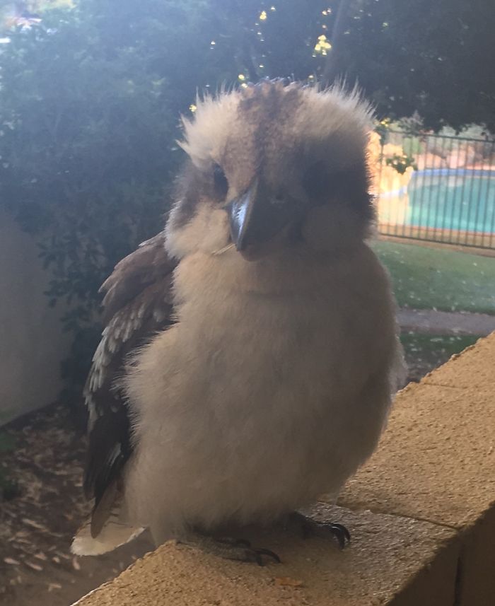 Second Floor Kookaburra