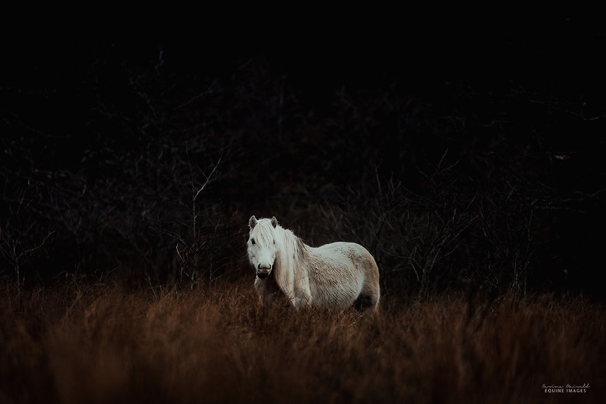 In Scotland I Met Mystical Highland Ponies Who Seemed Like Ghosts