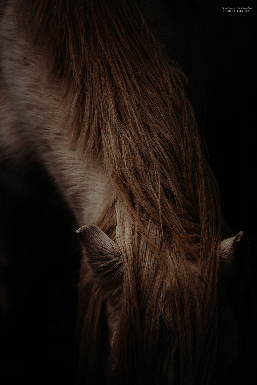 In Scotland I Met Mystical Highland Ponies Who Seemed Like Ghosts In Scotland I Met Mystical Highland Ponies Who Seemed Like Ghosts