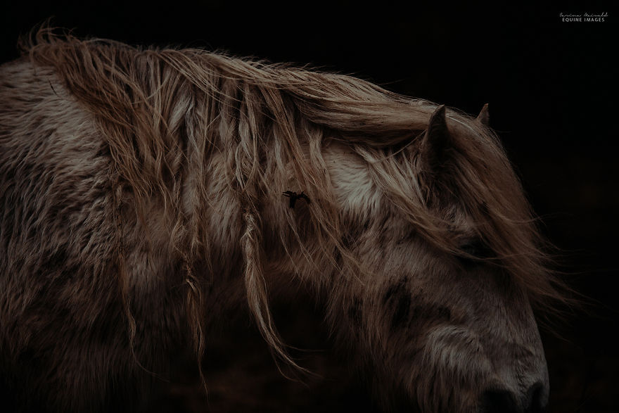 In Scotland I Met Mystical Highland Ponies Who Seemed Like Ghosts