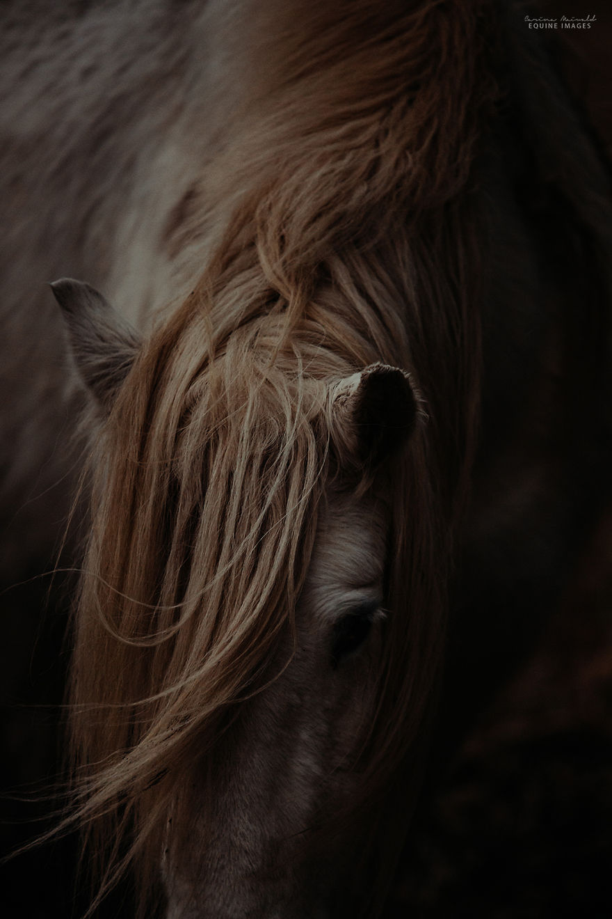In Scotland I Met Mystical Highland Ponies Who Seemed Like Ghosts