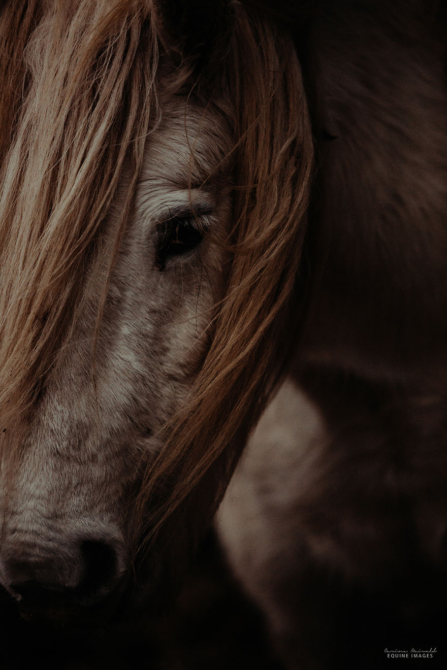 In Scotland I Met Mystical Highland Ponies Who Seemed Like Ghosts In Scotland I Met Mystical Highland Ponies Who Seemed Like Ghosts