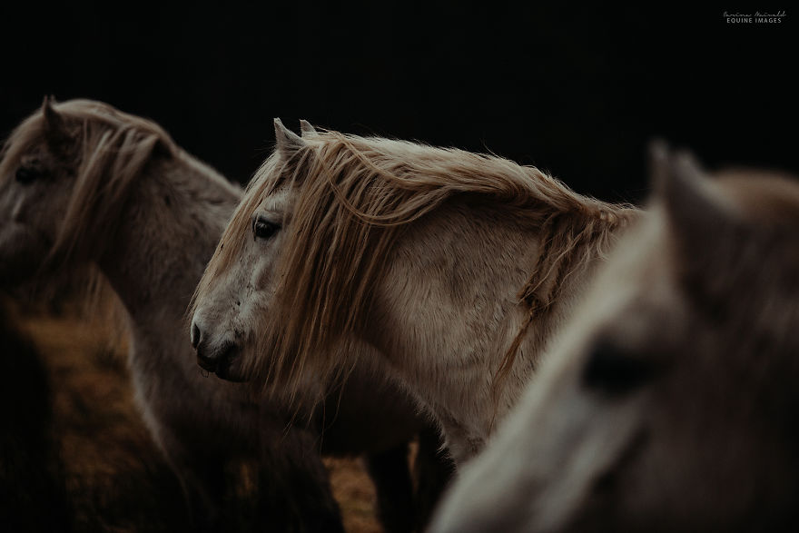 In Scotland I Met Mystical Highland Ponies Who Seemed Like Ghosts In Scotland I Met Mystical Highland Ponies Who Seemed Like Ghosts
