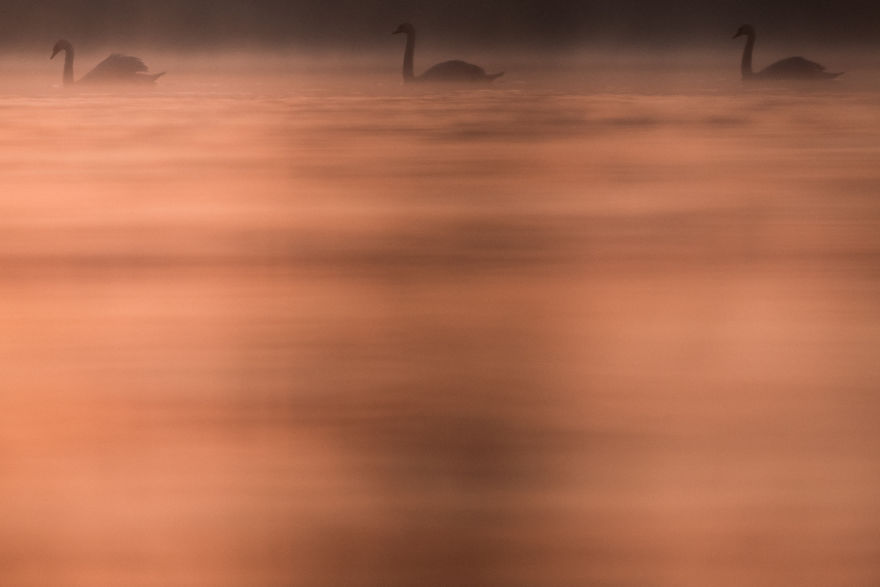 Bombinate - An Olympus Experience Bombinate - An Olympus Experience