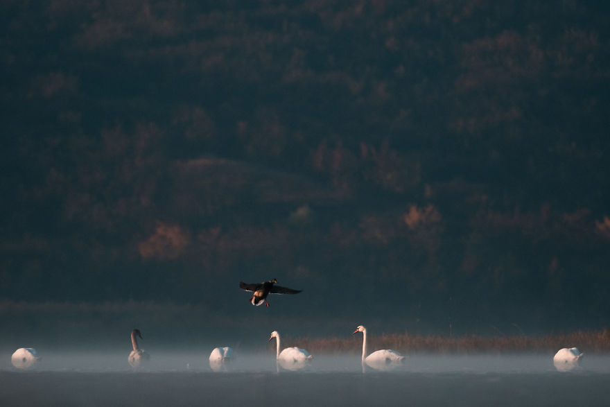 Bombinate - An Olympus Experience