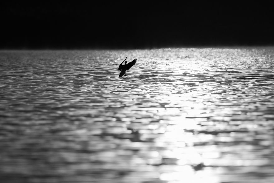 Bombinate - An Olympus Experience Bombinate - An Olympus Experience