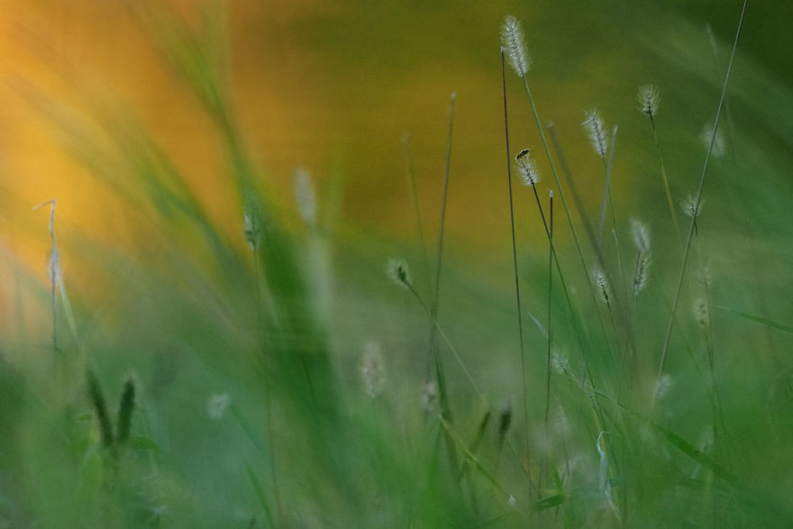 Bombinate - An Olympus Experience