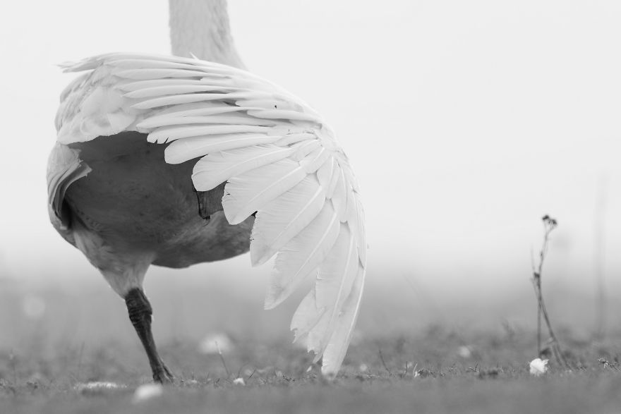 Bombinate - An Olympus Experience