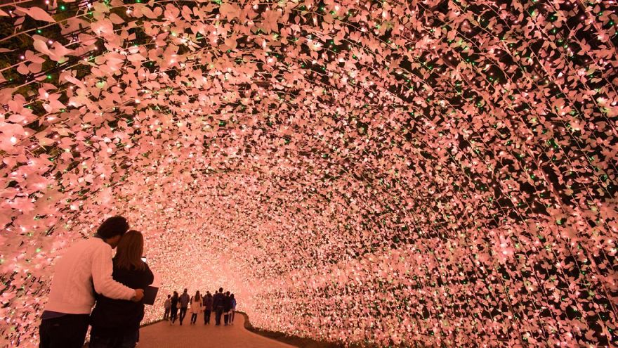 Japan Hosts Winter Light Festival And The Results Are Astounding