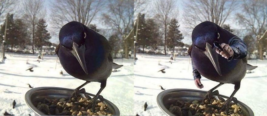 Birds With Arms-The Internet Puts Arms In Birds And The Result Is Impossible Not To Laugh Birds With Arms-The Internet Puts Arms In Birds And The Result Is Impossible Not To Laugh