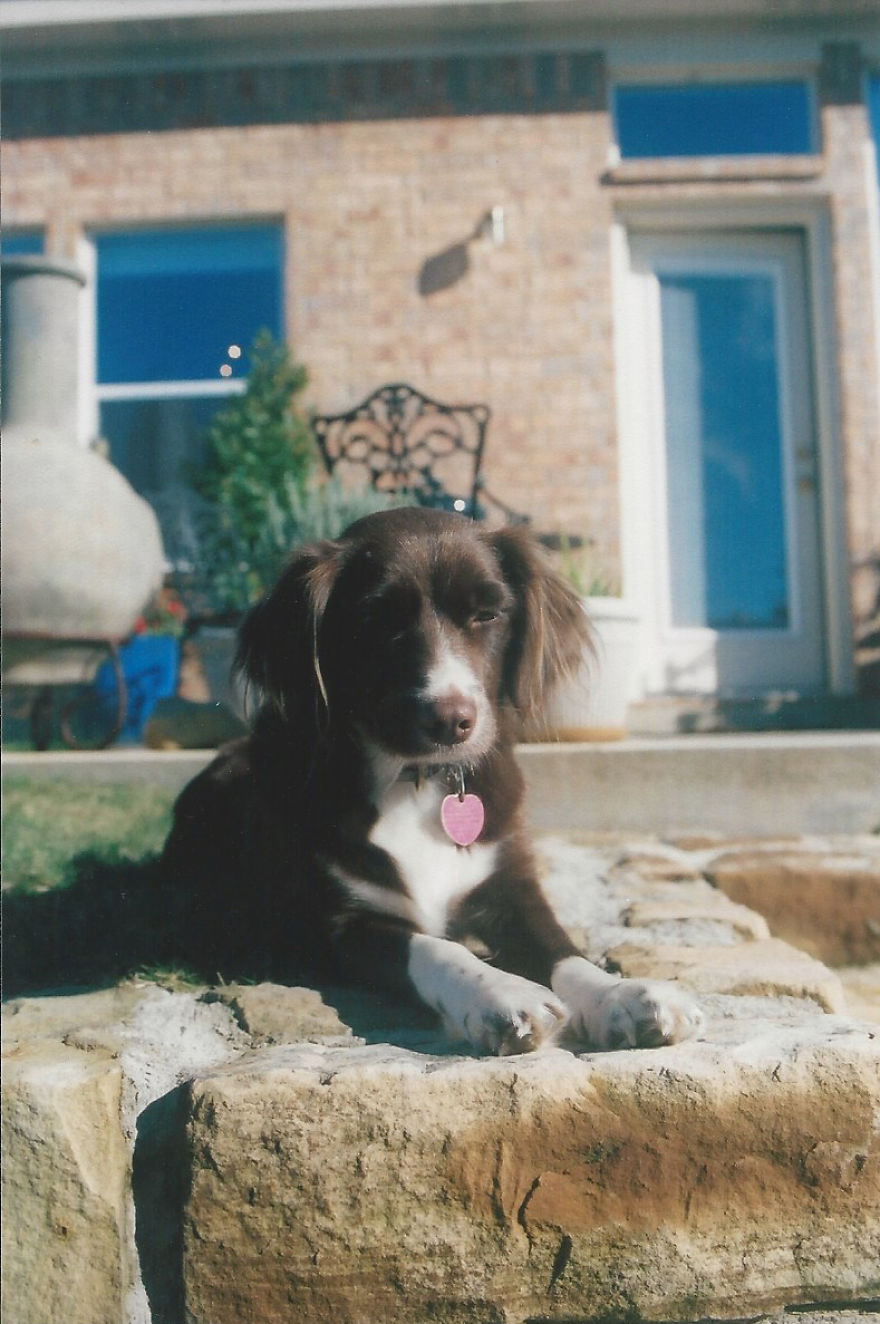 Life Of Kelsey The Rescue Dog