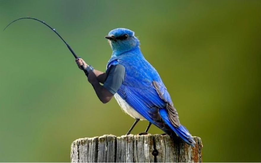Birds With Arms-The Internet Puts Arms In Birds And The Result Is Impossible Not To Laugh Birds With Arms-The Internet Puts Arms In Birds And The Result Is Impossible Not To Laugh
