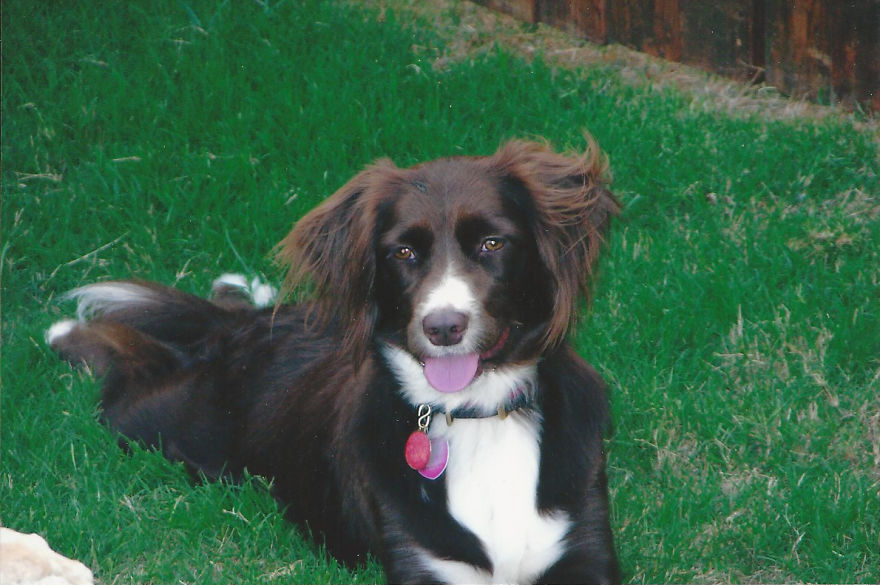 Life Of Kelsey The Rescue Dog