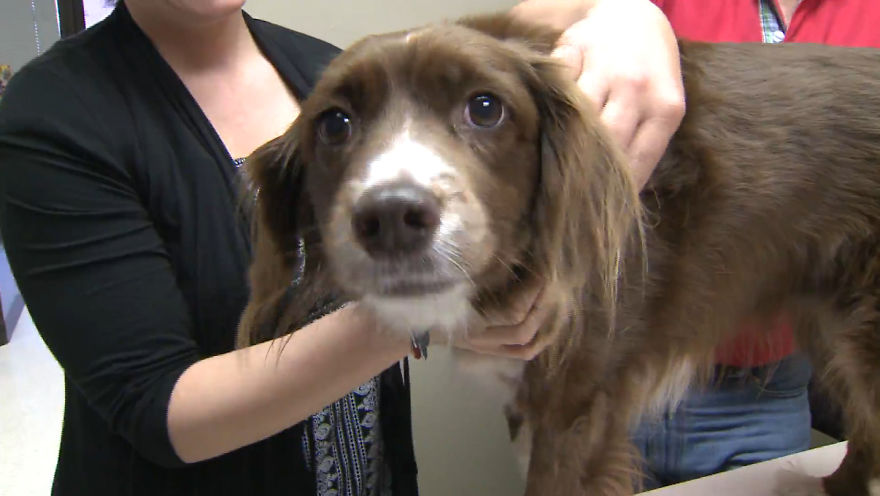 Life Of Kelsey The Rescue Dog