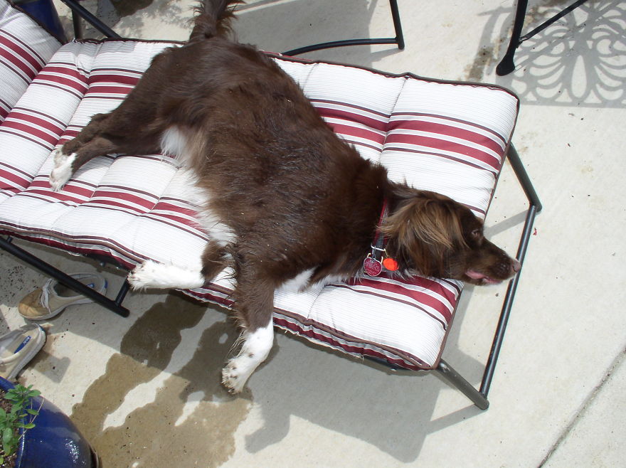 Life Of Kelsey The Rescue Dog