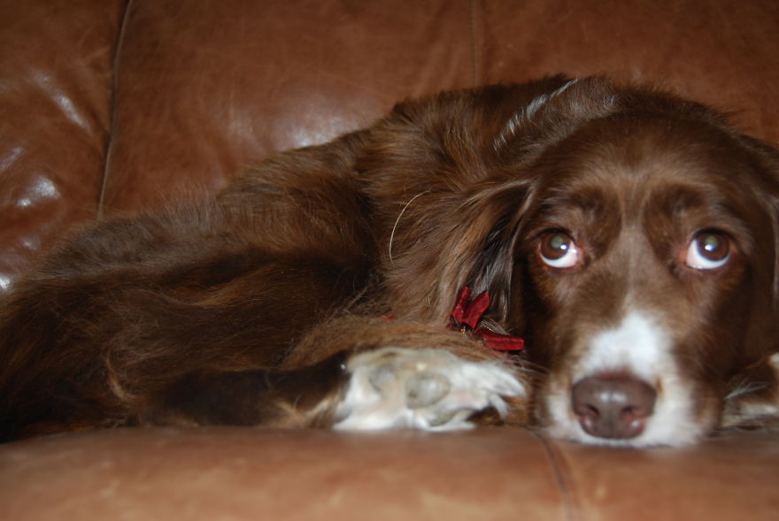 Life Of Kelsey The Rescue Dog