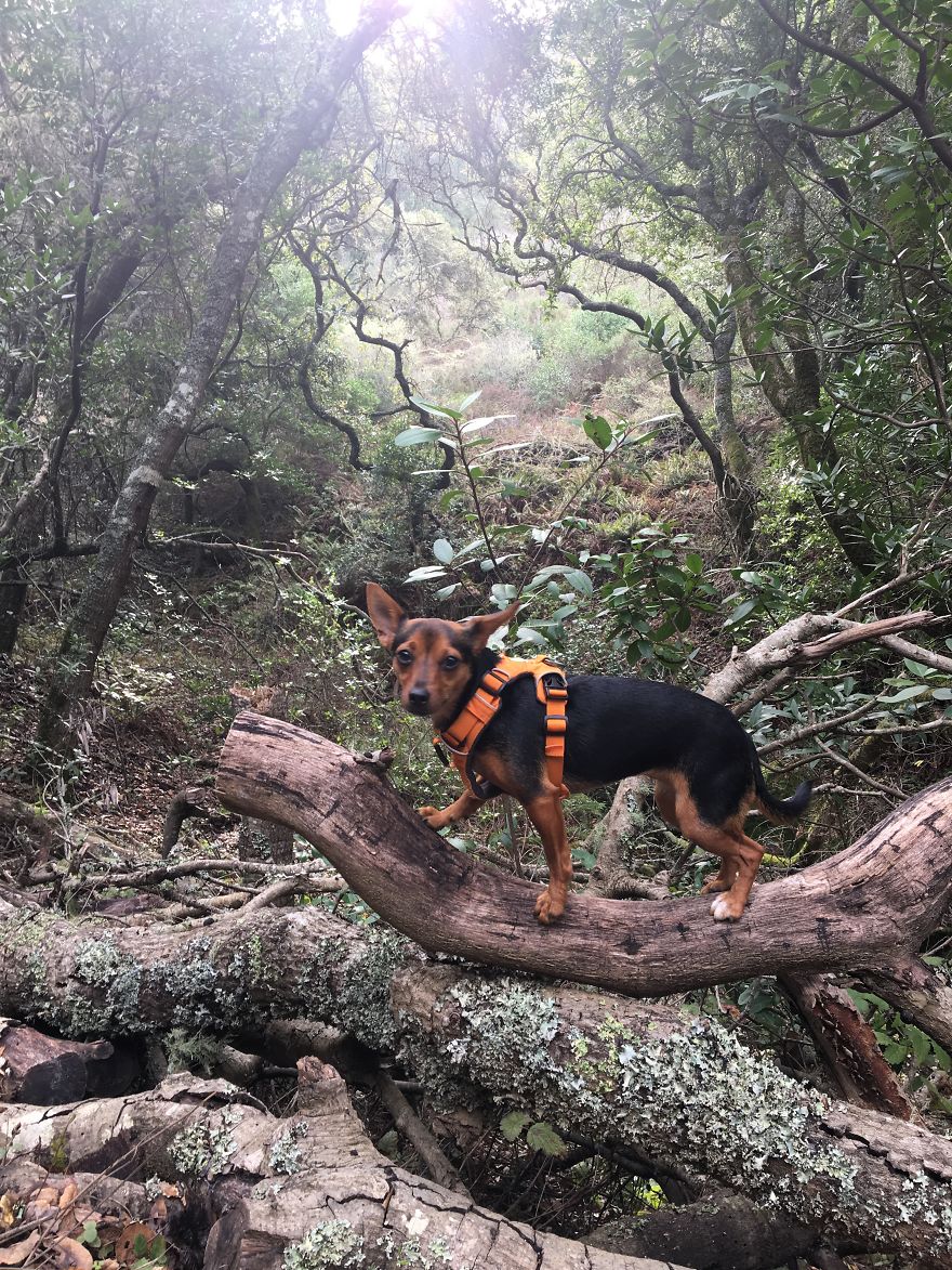 Dora Dog The Explorer
