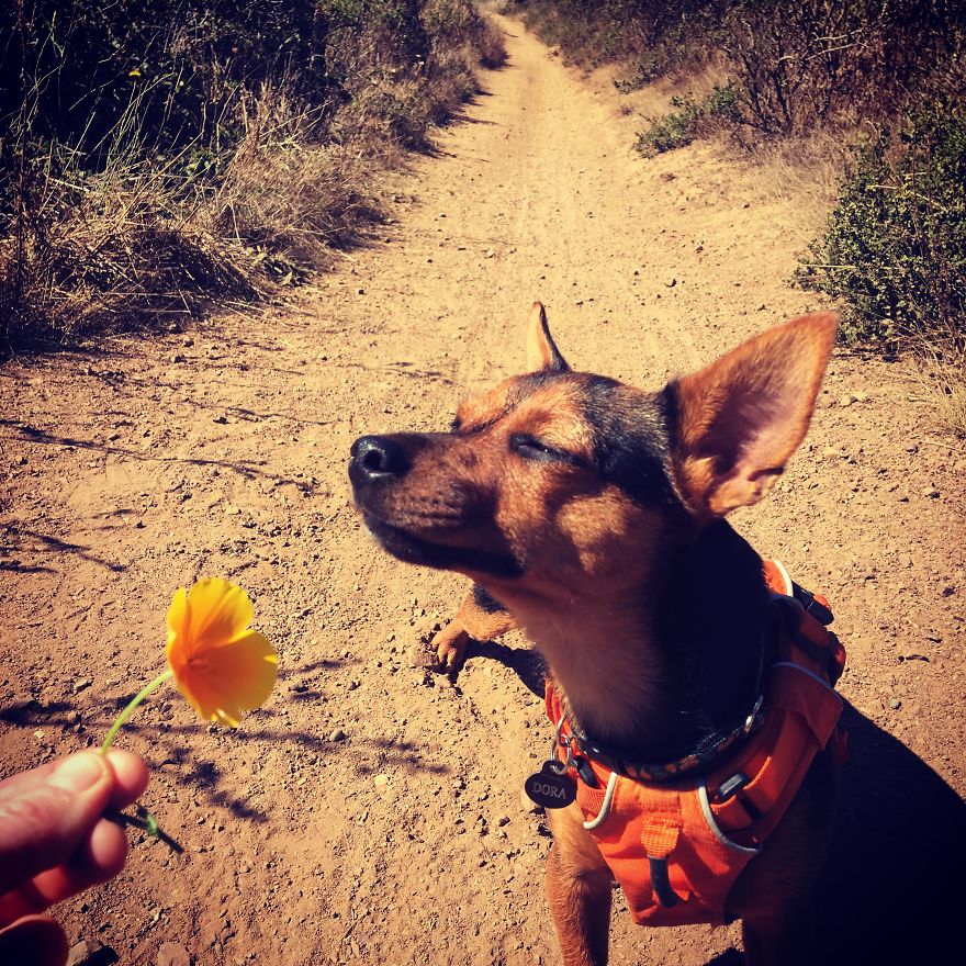 Dora Dog The Explorer