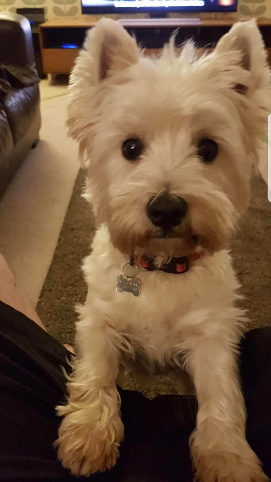 Our Dog Was Getting A Human Sister, So I Built Her A Room Under The Stairs - It Turned Out Better Than Expected Our Dog Was Getting A Human Sister, So I Built Her A Room Under The Stairs - It Turned Out Better Than Expected