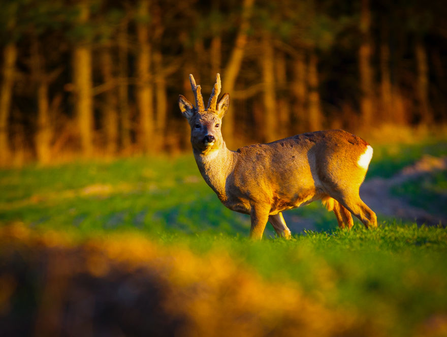 My Favourite Photos From A Small City Of Swidwin In Poland Which I Took In Last 2 Years