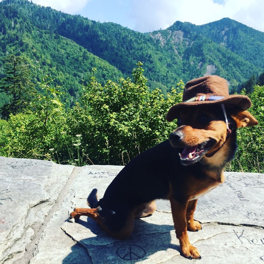 Dora Dog The Explorer Dora Dog The Explorer