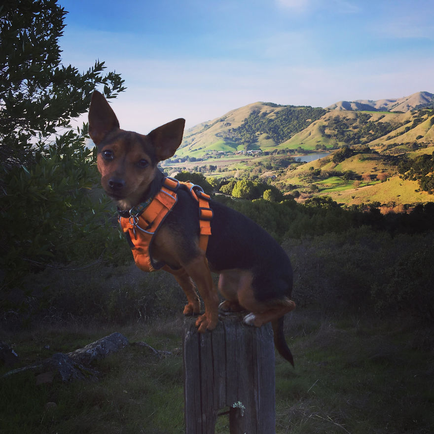 Dora Dog The Explorer