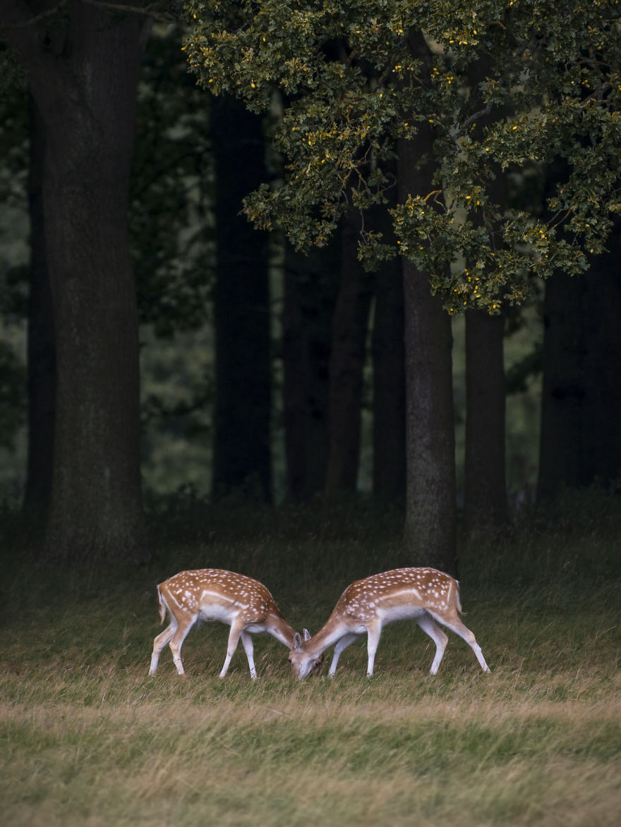 I Photographed Deer At The Dublin Phoenix Park I Photographed Deer At The Dublin Phoenix Park