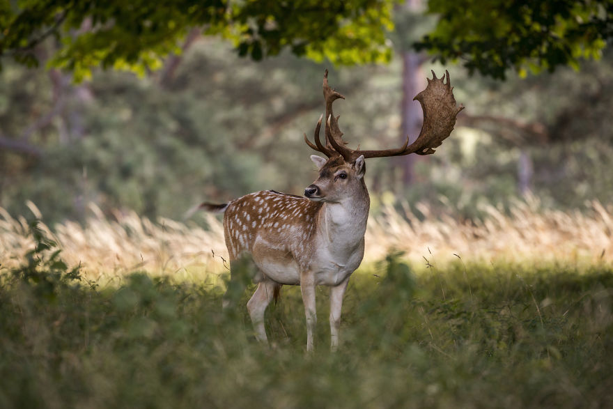 I Photographed Deer At The Dublin Phoenix Park I Photographed Deer At The Dublin Phoenix Park