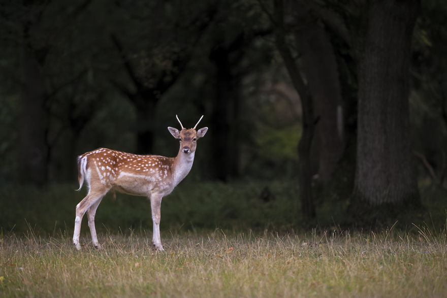 I Photographed Deer At The Dublin Phoenix Park I Photographed Deer At The Dublin Phoenix Park