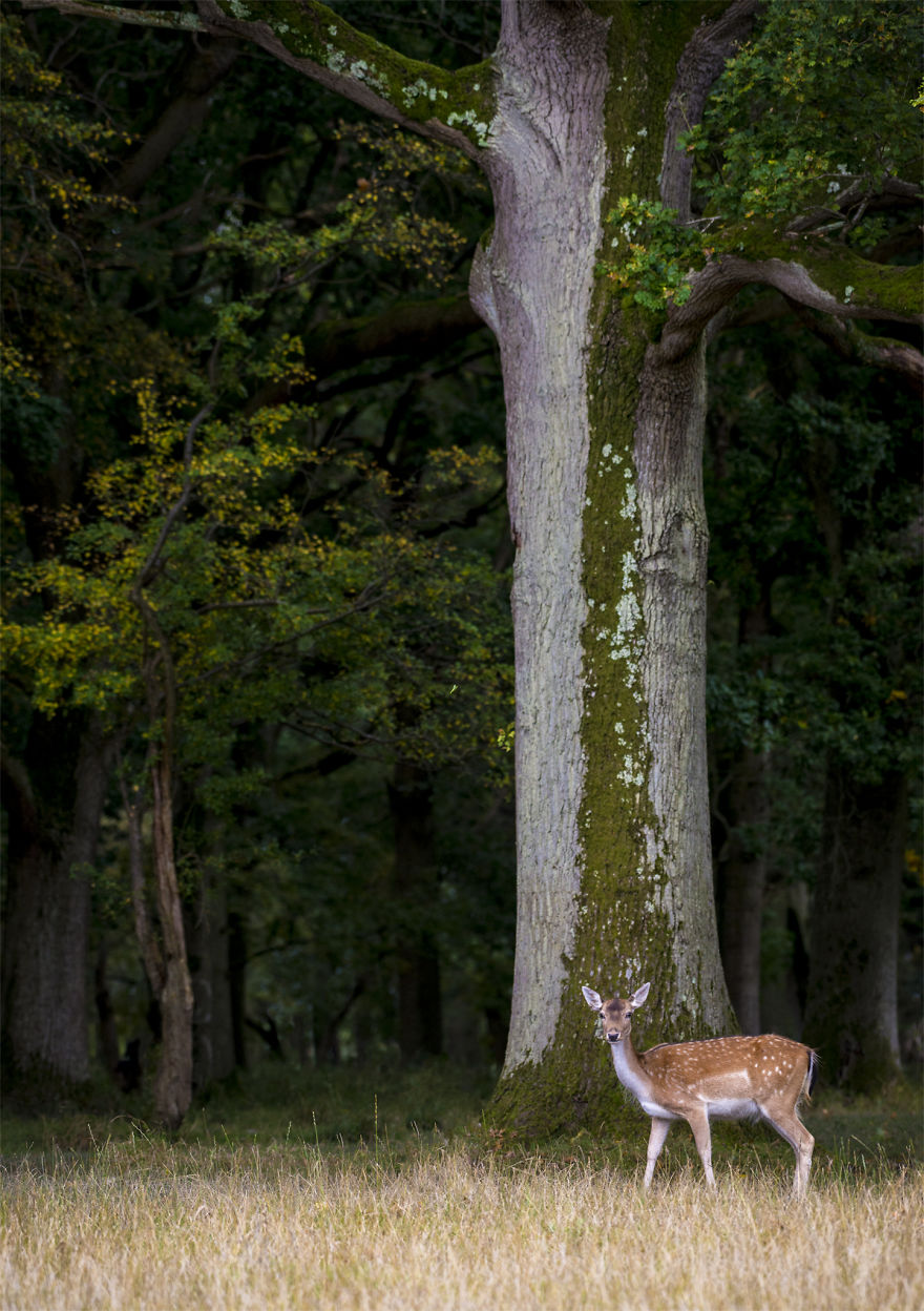 I Photographed Deer At The Dublin Phoenix Park I Photographed Deer At The Dublin Phoenix Park
