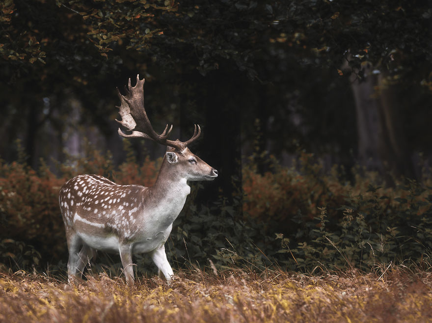I Photographed Deer At The Dublin Phoenix Park