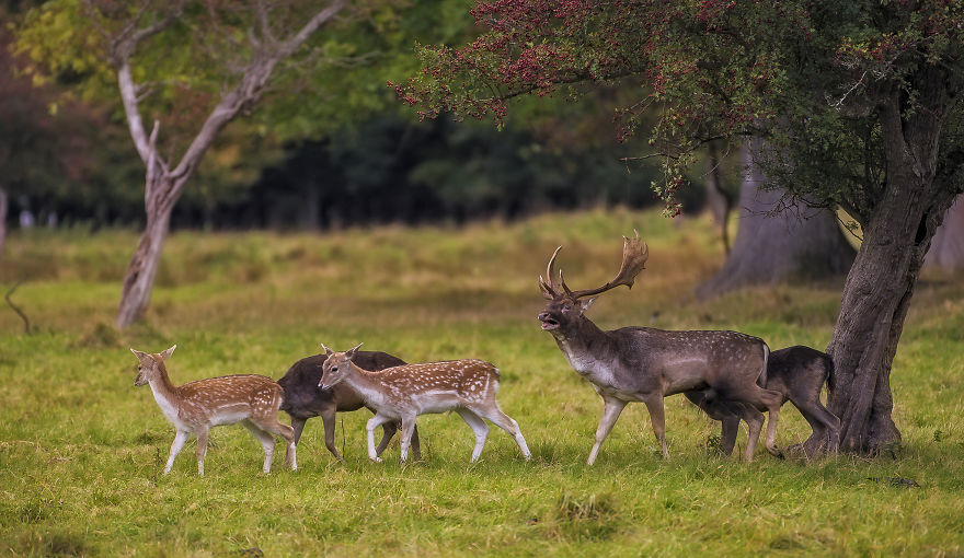 I Photographed Deer At The Dublin Phoenix Park