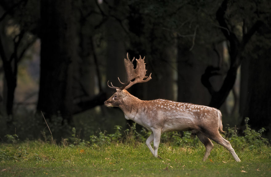 I Photographed Deer At The Dublin Phoenix Park