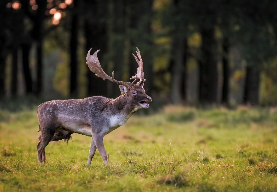 I Photographed Deer At The Dublin Phoenix Park