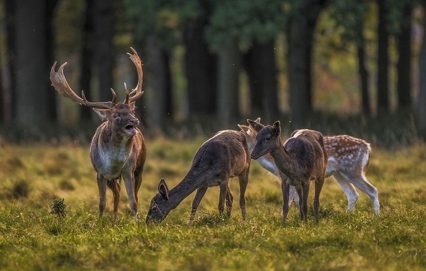 I Photographed Deer At The Dublin Phoenix Park I Photographed Deer At The Dublin Phoenix Park