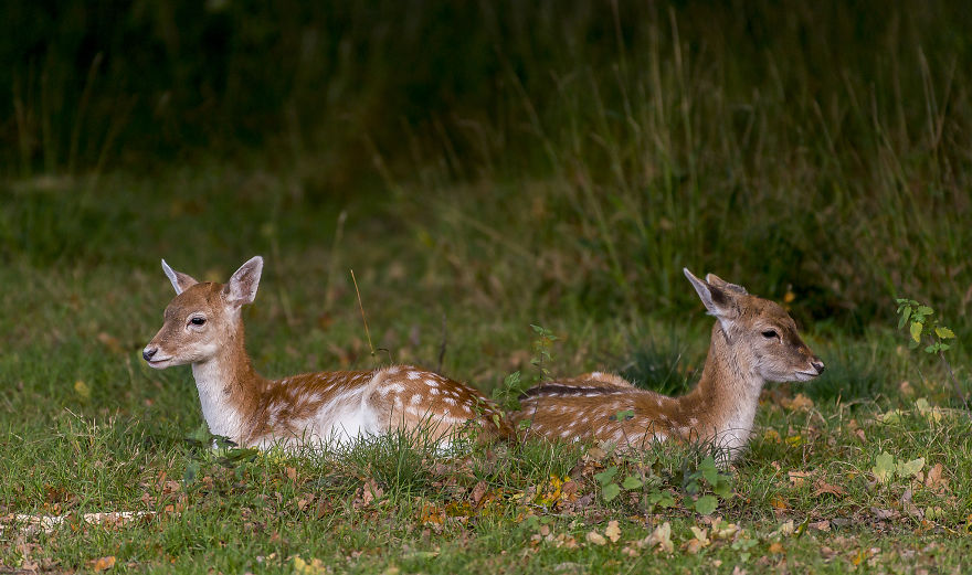 I Photographed Deer At The Dublin Phoenix Park